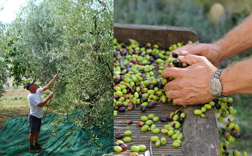 Harvesting and sorting olives by hand at Lavanda Blu olive grove.